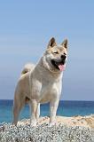 AKITA AMERICAIN 091